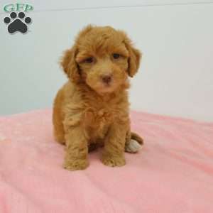 Hellen, Havapoo Puppy