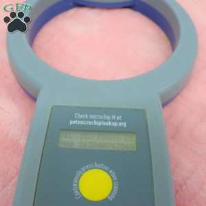 Heidi, Havapoo Puppy