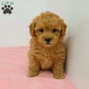 Heidi, Havapoo Puppy