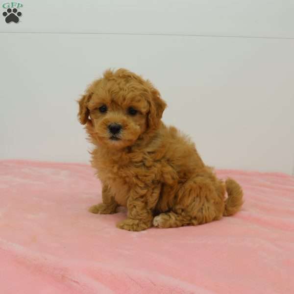 Heidi, Havapoo Puppy