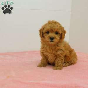 Heidi, Havapoo Puppy