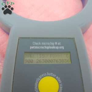 Hellen, Havapoo Puppy