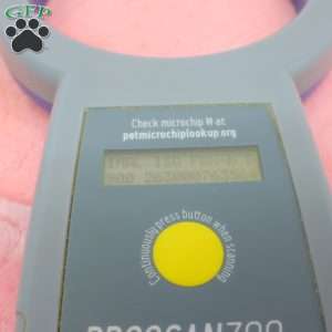 Taffy, Toy Poodle Puppy