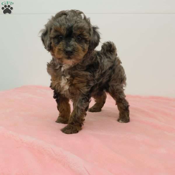 Taffy, Toy Poodle Puppy