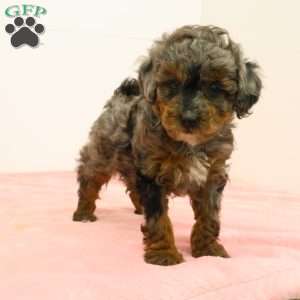 Taffy, Toy Poodle Puppy