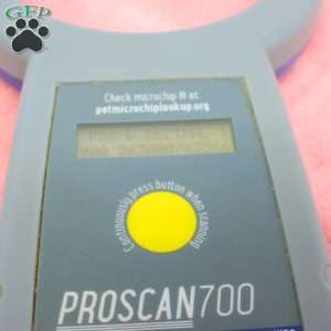 Tilly, Toy Poodle Puppy