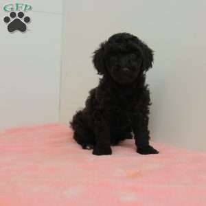 Tilly, Toy Poodle Puppy