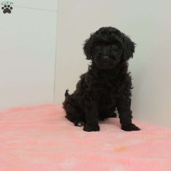 Tilly, Toy Poodle Puppy