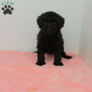 Tilly, Toy Poodle Puppy