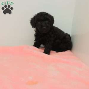 Tilly, Toy Poodle Puppy