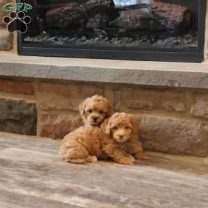 Hellen, Havapoo Puppy