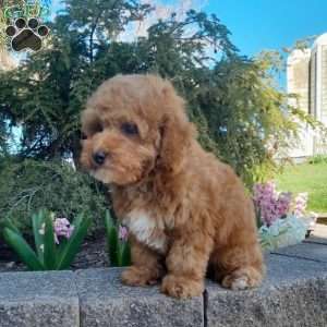 Bradley, Forever Puppy