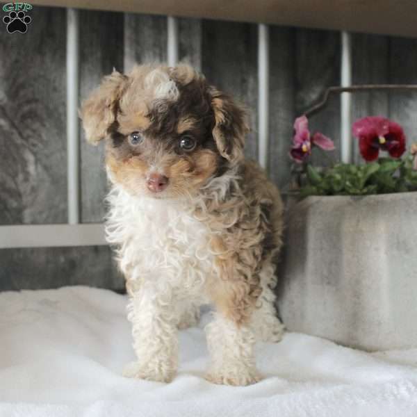 Vickie, Mini Aussiedoodle Puppy