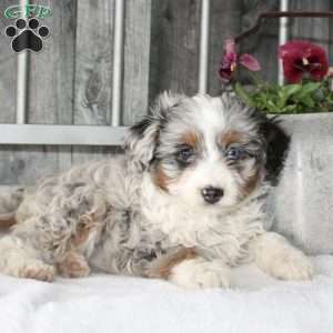 Vivian, Mini Aussiedoodle Puppy