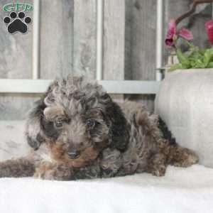 Vincent, Mini Aussiedoodle Puppy