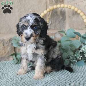 Joy, Mini Labradoodle Puppy