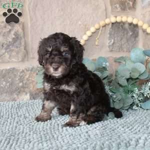 Joetta, Mini Labradoodle Puppy