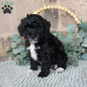 Jessie, Labradoodle Puppy
