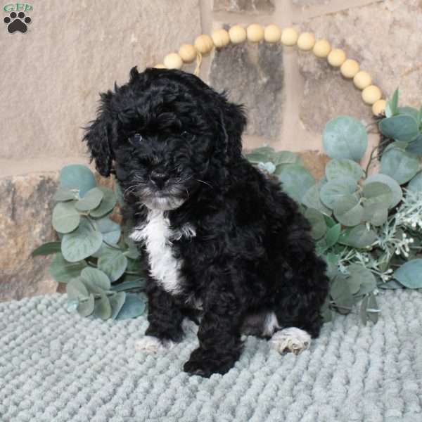 Jessie, Mini Labradoodle Puppy