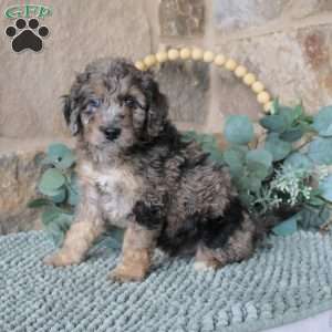 Jared, Mini Labradoodle Puppy