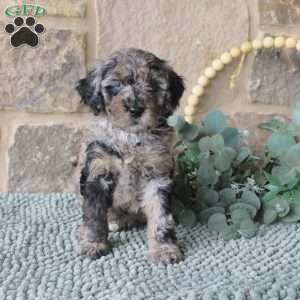 Jacob, Mini Labradoodle Puppy