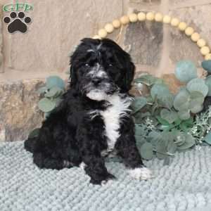 Jeff, Labradoodle Puppy