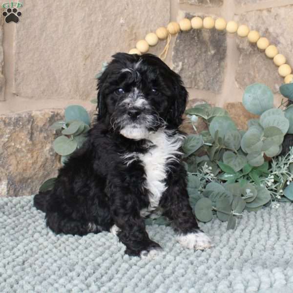 Jeff, Mini Labradoodle Puppy