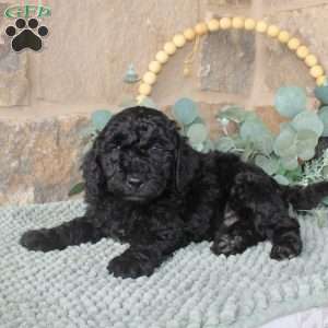 Jerry, Mini Labradoodle Puppy