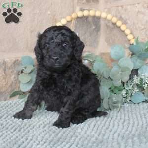 Jaxson, Labradoodle Puppy