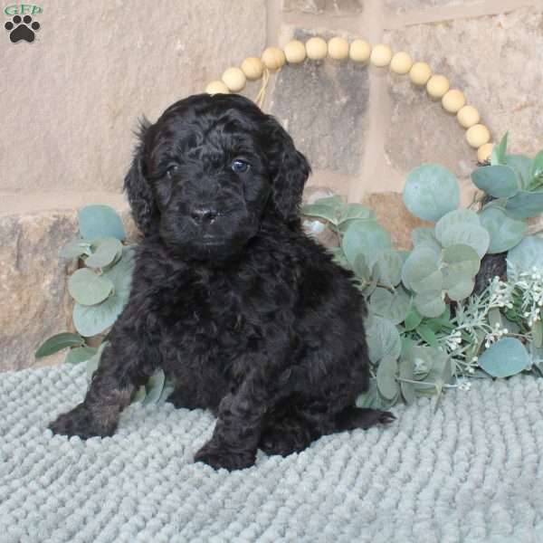 Jaxson, Mini Labradoodle Puppy