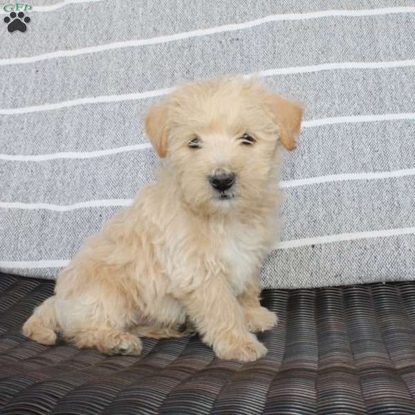King, Westiepoo Puppy