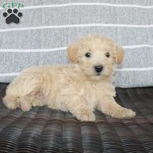 Katie, Westiepoo Puppy
