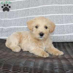 Betty, Westiepoo Puppy