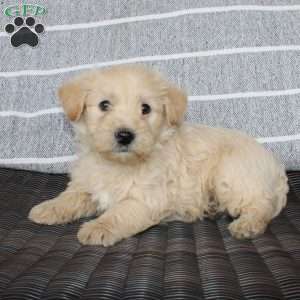 Boomer, Westiepoo Puppy