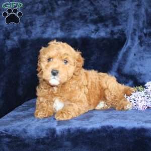 Lester, Mini Goldendoodle Puppy