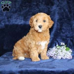 Lisa, Mini Goldendoodle Puppy