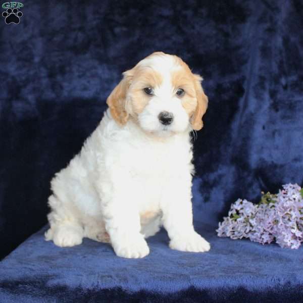 Leon, Mini Goldendoodle Puppy