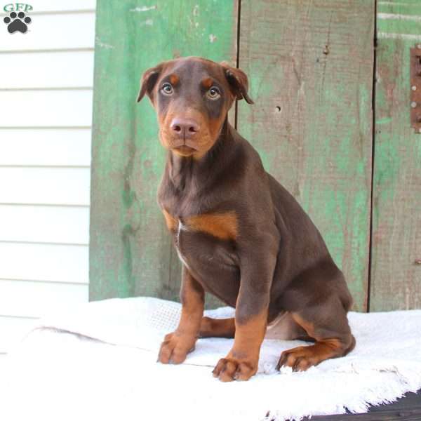 Tyler, Doberman Pinscher Puppy