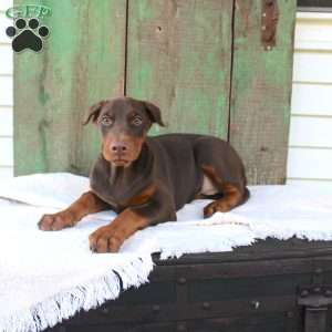 Tina, Doberman Pinscher Puppy