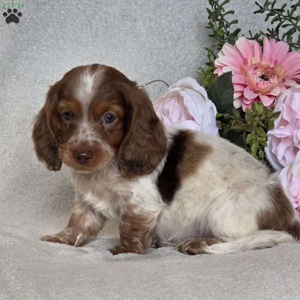 Ringo, Dachshund Puppy