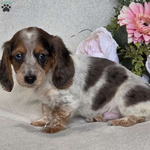 Rascal, Dachshund Puppy