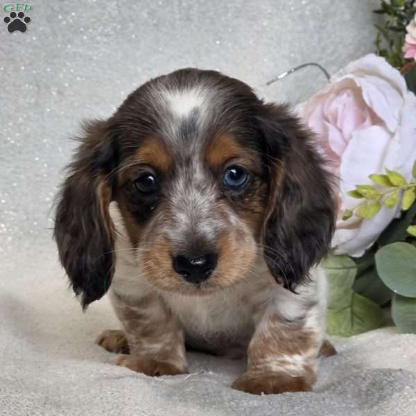 Rosco, Dachshund Puppy
