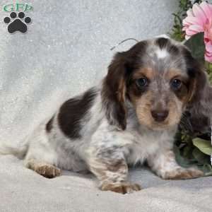 Ryder, Dachshund Puppy