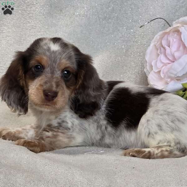 Ryder, Dachshund Puppy