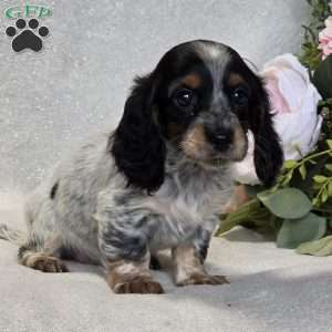 Roxie, Dachshund Puppy