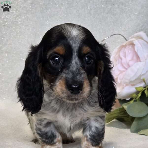 Roxie, Dachshund Puppy