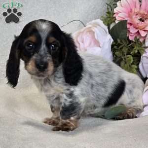 Roxie, Dachshund Puppy