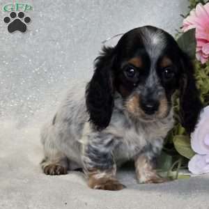 Roxie, Dachshund Puppy