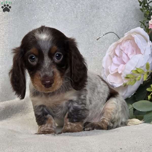 Ruby, Dachshund Puppy