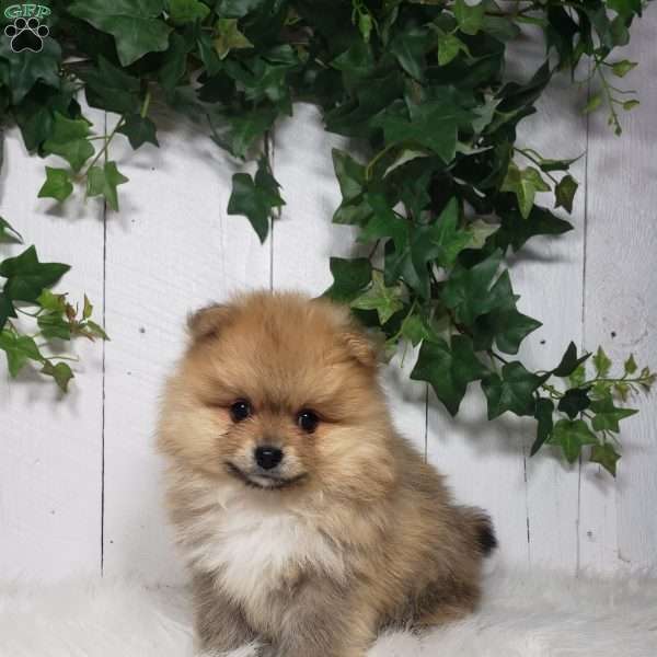 Cody, Pomeranian Puppy